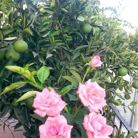 Sirman فندق مبيت وإفطار سَريغيرمه