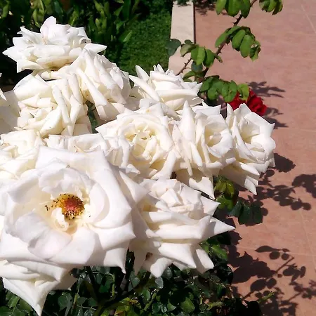 Sirman فندق مبيت وإفطار سَريغيرمه