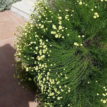 Sirman * سَريغيرمه