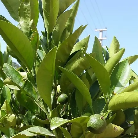 فندق مبيت وإفطار Sirman *